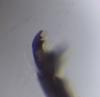 Eumenes coronatus coronatus